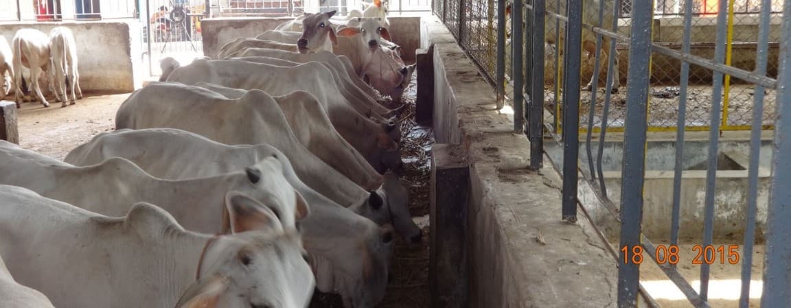 Gau Seva